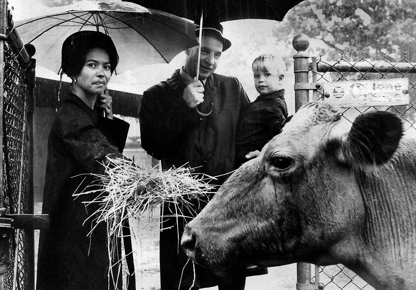 1972-07-29 Cows